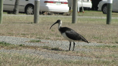 Threskiornis spinicollis