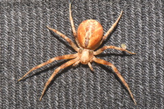 Philodromus praedatus
