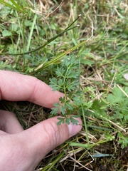 Selinum carvifolia