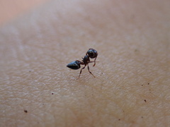 Crematogaster ashmeadi