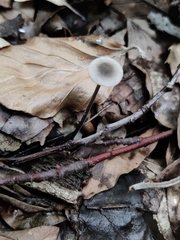 Mycetinis scorodonius