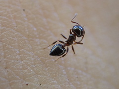 Crematogaster ashmeadi