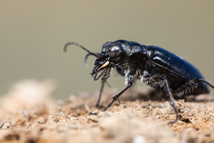 Cicindela nebraskana