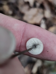 Mycetinis scorodonius