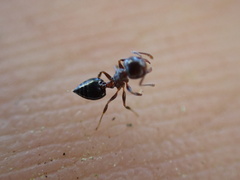 Crematogaster ashmeadi