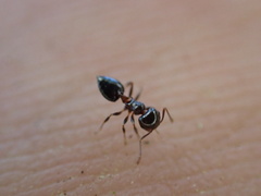 Crematogaster ashmeadi