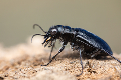 Cicindela nebraskana