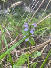 Stachys floridana