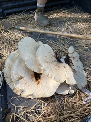 Bondarzewia berkeleyi