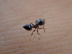Crematogaster ashmeadi