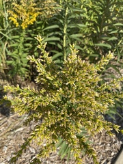 Solidago altissima