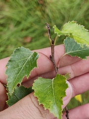 Betula pendula