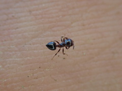 Crematogaster ashmeadi