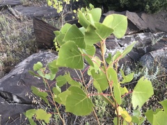 Populus