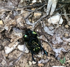 Sericotrupes niger