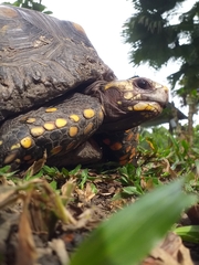 Chelonoidis carbonarius