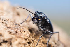 Cicindela nebraskana