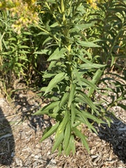 Solidago altissima