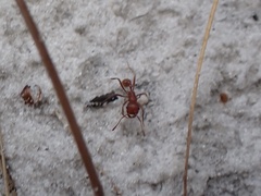 Pogonomyrmex badius