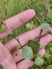 Betula pubescens