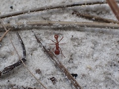 Pogonomyrmex badius