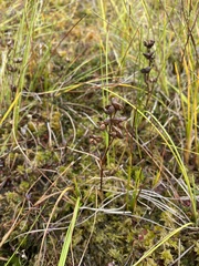 Scheuchzeria palustris