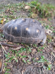 Chelonoidis carbonarius
