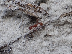 Pogonomyrmex badius