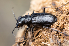 Cicindela nebraskana