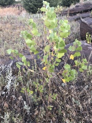 Populus