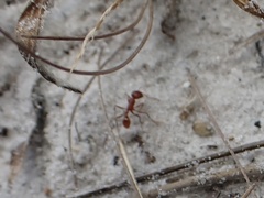 Pogonomyrmex badius