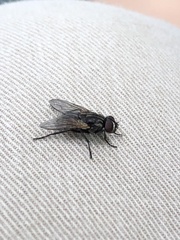 Musca domestica