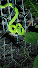 Trimeresurus albolabris
