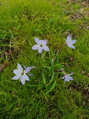Ipheion uniflorum