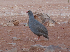 Pternistis adspersus
