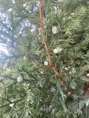 Juniperus communis