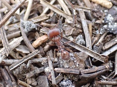 Pogonomyrmex badius