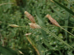 Fimbristylis polytrichoides