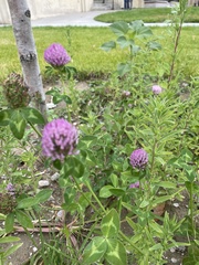 Trifolium pratense