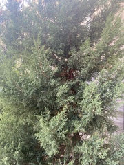 Juniperus communis