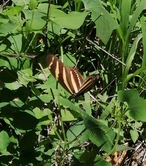 Heliconius charithonia vazquezae