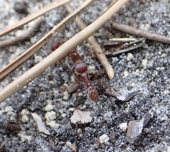 Pogonomyrmex badius