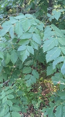 Koelreuteria paniculata