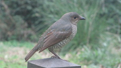 Ptilonorhynchus violaceus