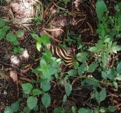 Heliconius charithonia vazquezae