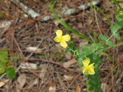 Hypericum tetrapetalum