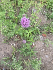 Trifolium pratense