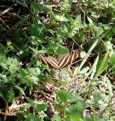 Heliconius charithonia vazquezae