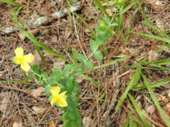 Hypericum tetrapetalum