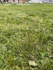 Taraxacum officinale